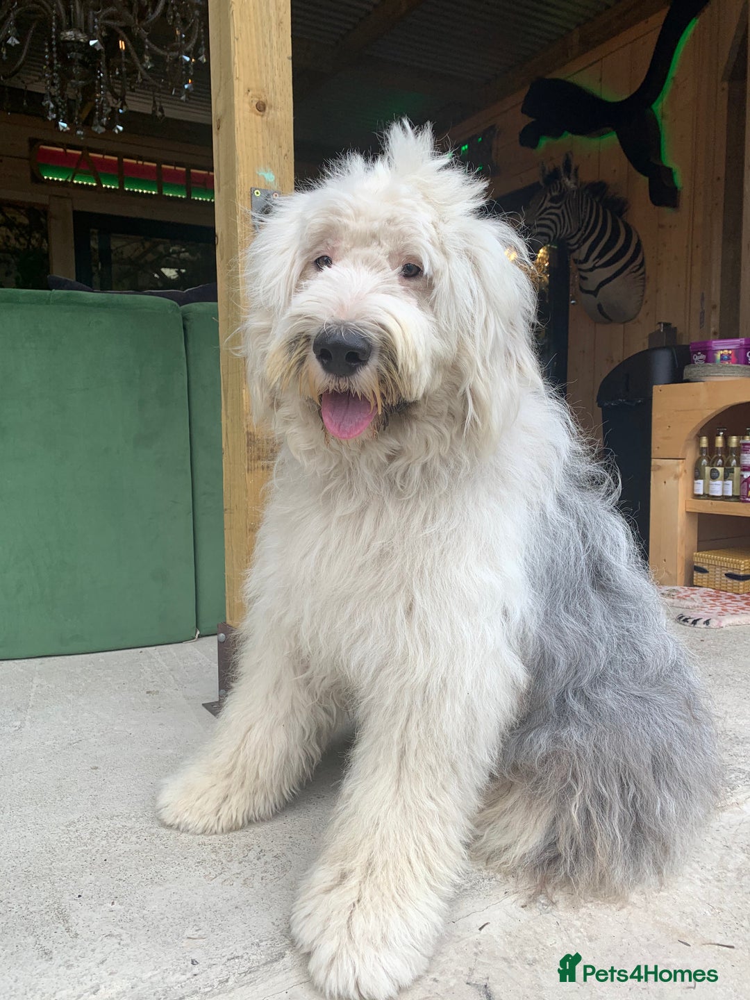 Sheepadoodle dogs for sale: Medium Size Sheepadoodle F1b.  - Advert 12