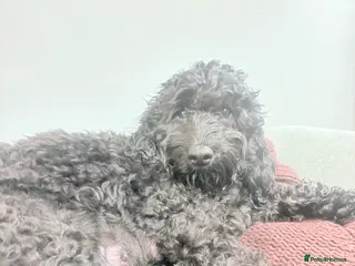 Cockapoo dogs 🐾 Beautiful F3 Cockapoo Puppies 🐾 - Advert 2