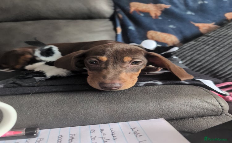 Miniature Dachshund dogs - Advert 10