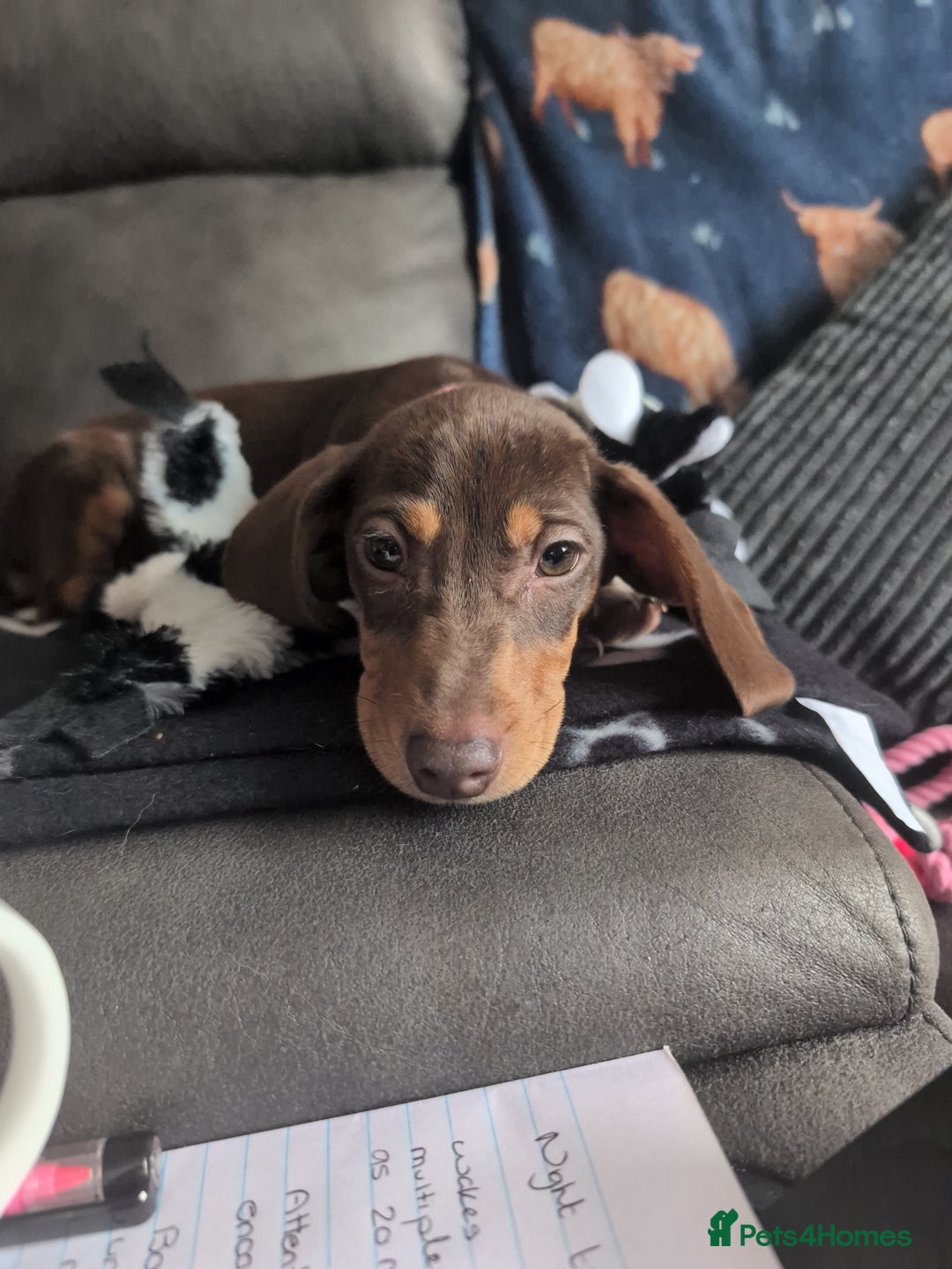 Miniature Dachshund dogs for sale: Female pup available bow - Image 1
