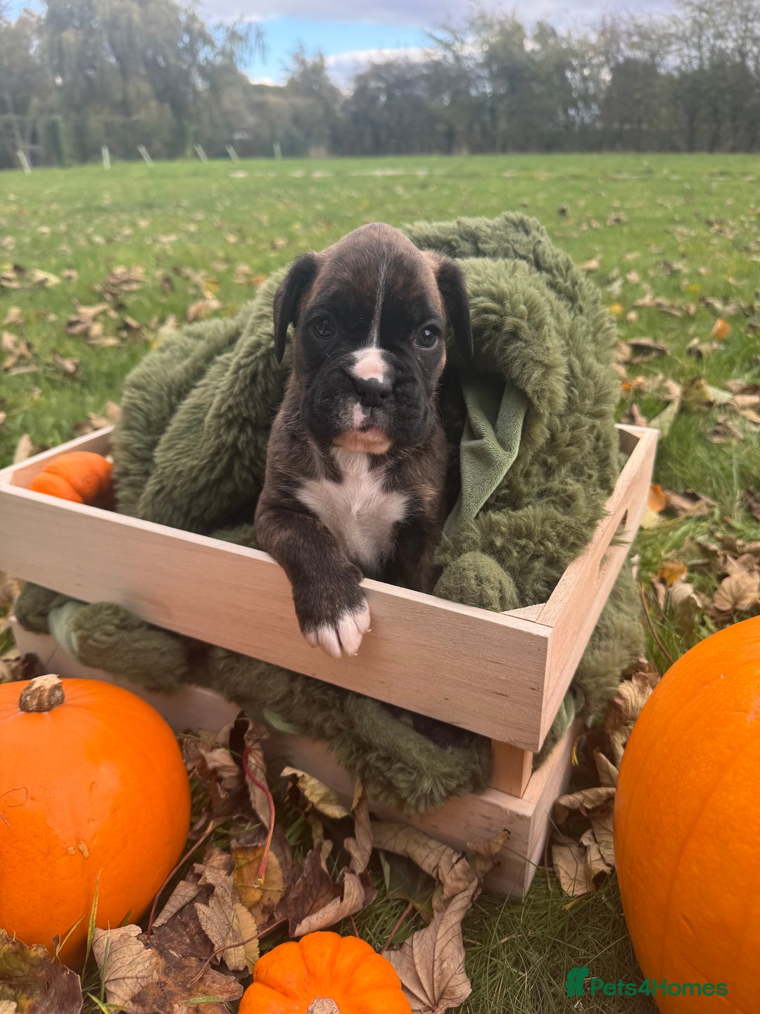Boxer dogs for sale: ASTONISHING KC REGISTERED BOXER PUPPIES!  - Image 9