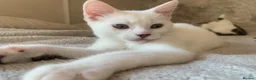 Mixed Breed cats for sale: Male kitten ready to leave - Advert 3