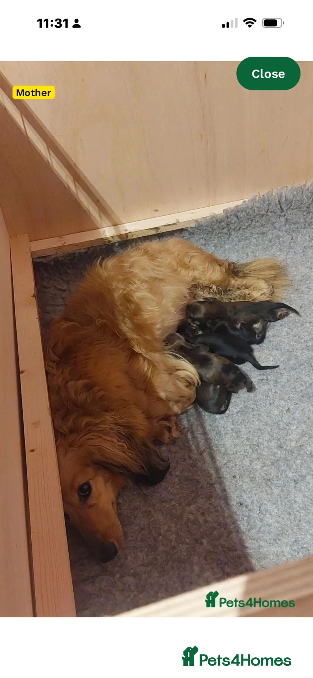 Miniature Dachshund dogs for sale: Shaded cream dapple  - Advert 3