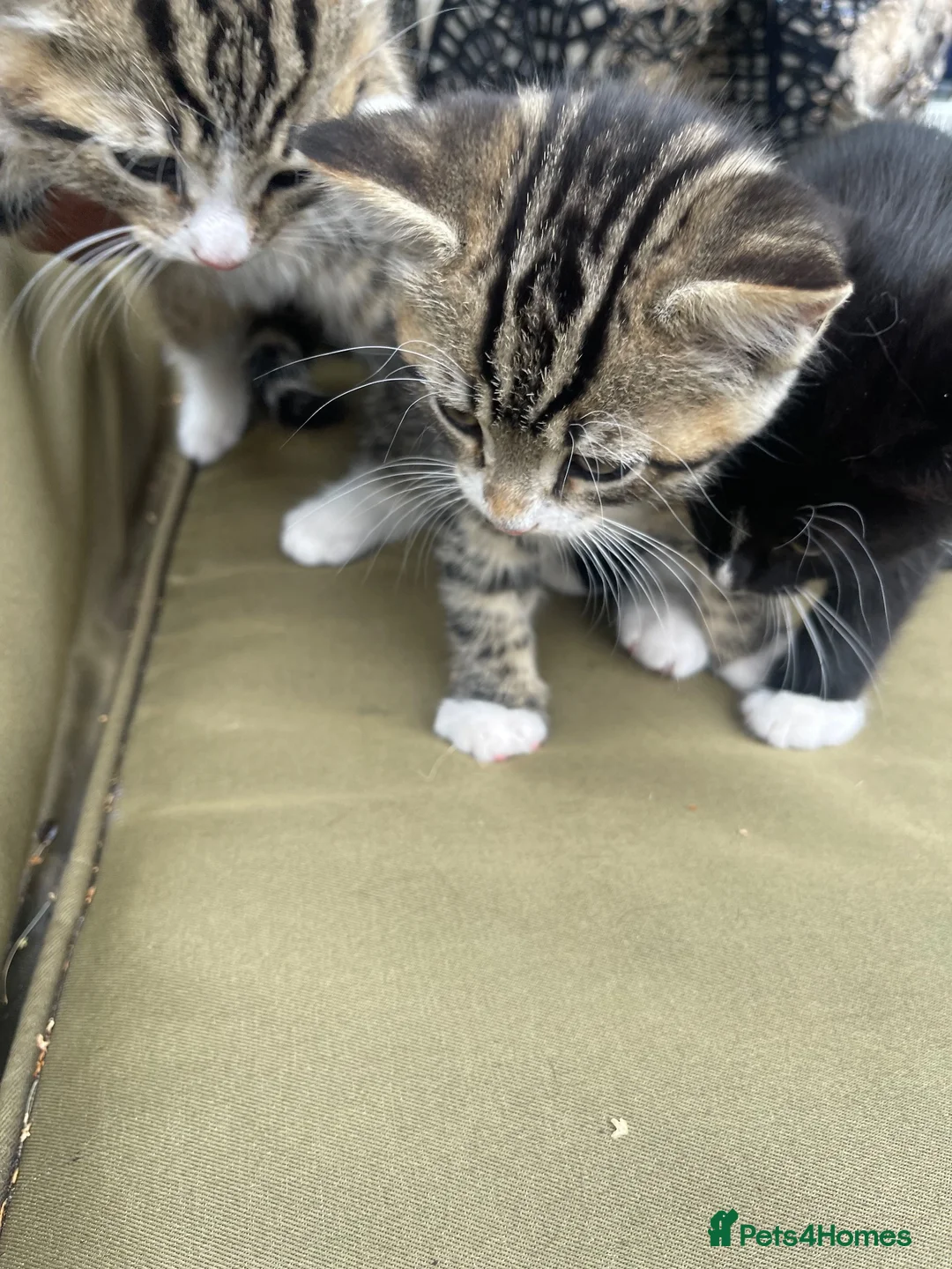 Mixed Breed cats for sale: 3 gorgeous kittens ready to leave to forever homes in Reading - Advert 15