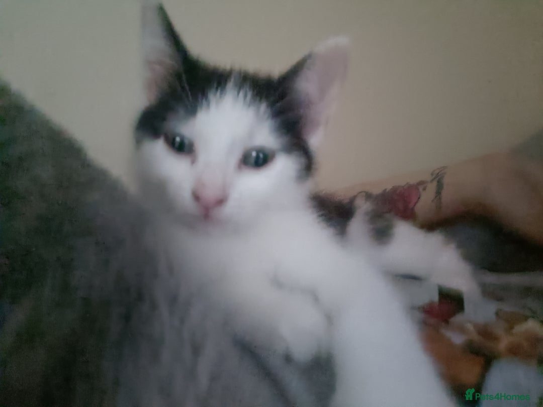 British Shorthair cats for sale: Female kitten - Image 4