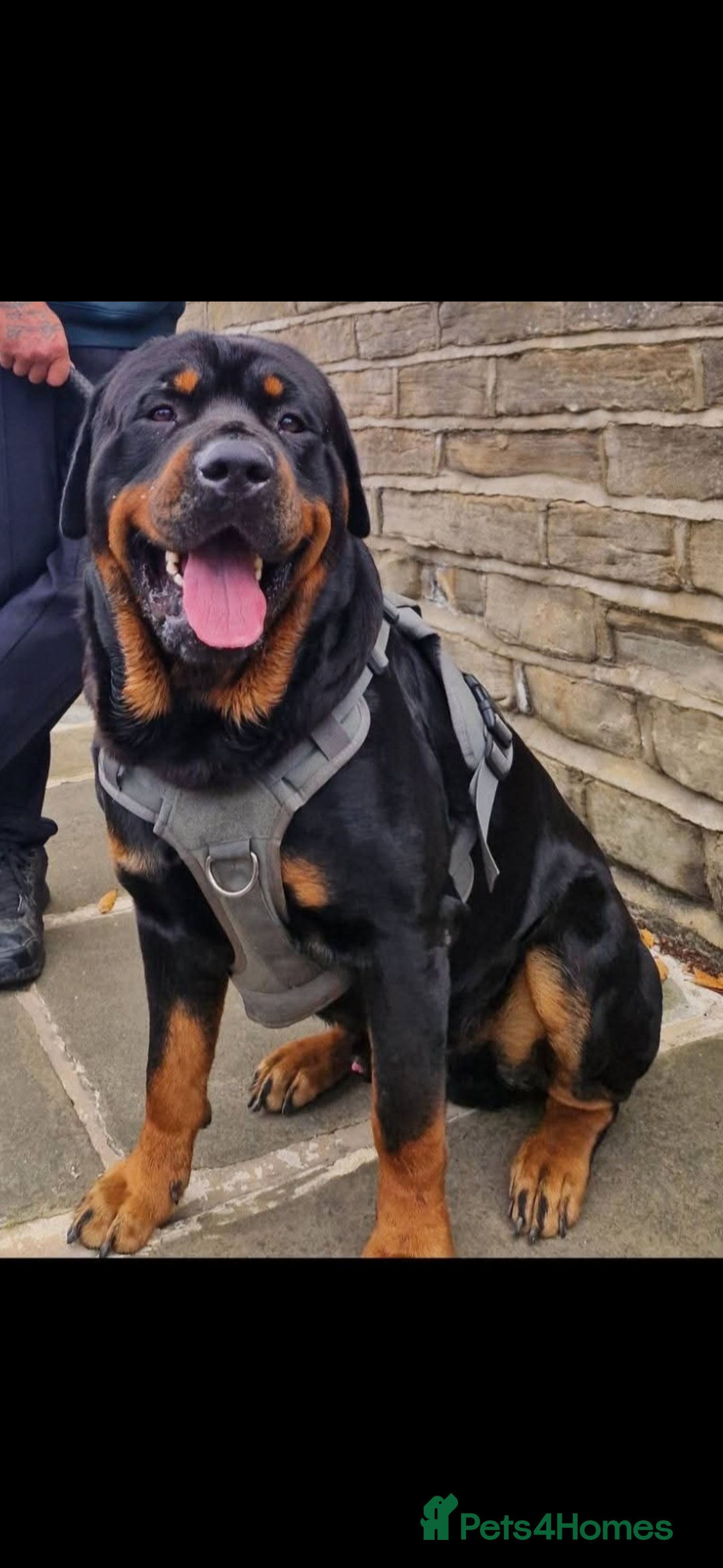 Rottweiler dogs for stud: Stunning Rottweiler for Stud - Advert 5