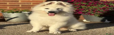 White Swiss Shepherd 1