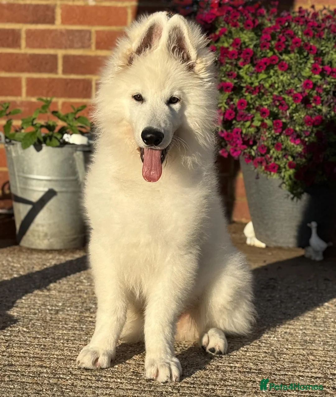 White Swiss Shepherd dogs for sale:  Stunning White Swiss Shepherd Boy  - Advert 4