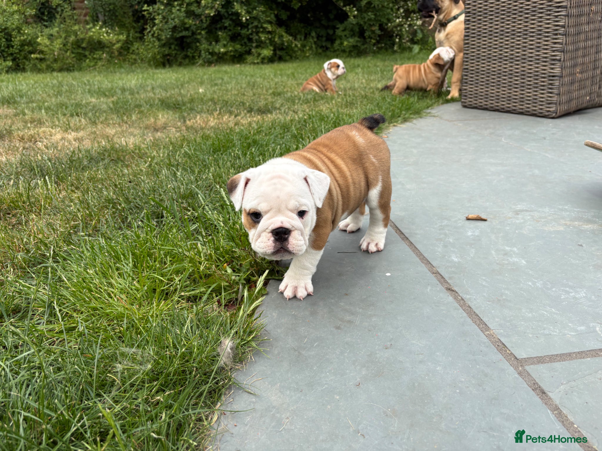 English Bulldog dogs for sale: 🐾KC reg Red & White English Bulldog 🐶 - Advert 7