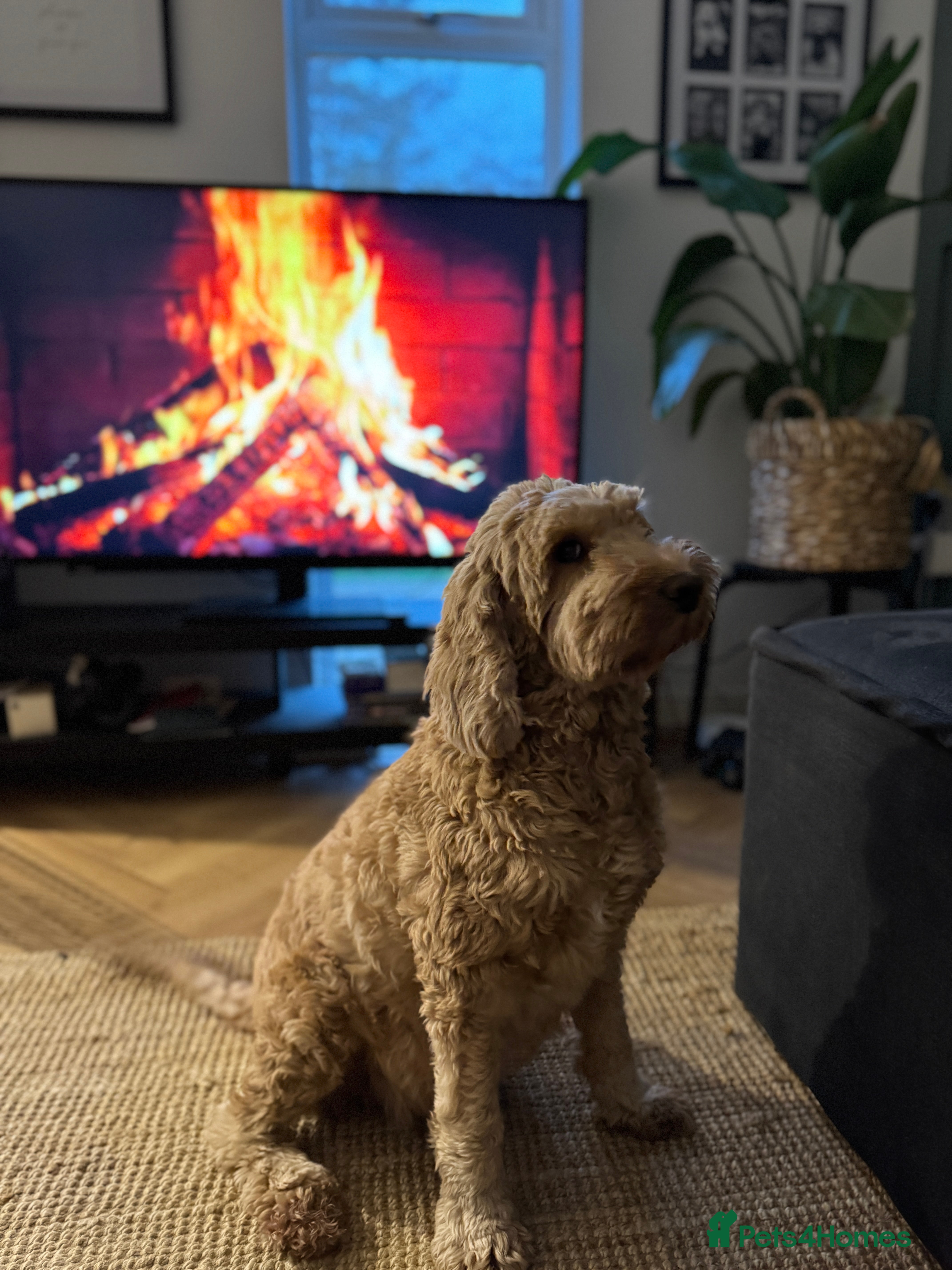 Australian Labradoodle dogs Quality Multigen Australian Labradoodle Puppies  - Advert 2