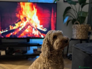 Australian Labradoodle dogs Quality Multigen Australian Labradoodle Puppies - Advert 2