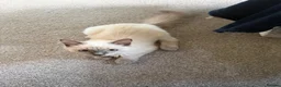 Ragdoll cats for sale: Woody - Ragdoll - Advert 3