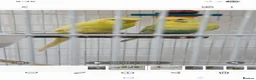 Budgerigars birds for sale: I have 2 young budgerigar for sale in Leeds - Advert 2