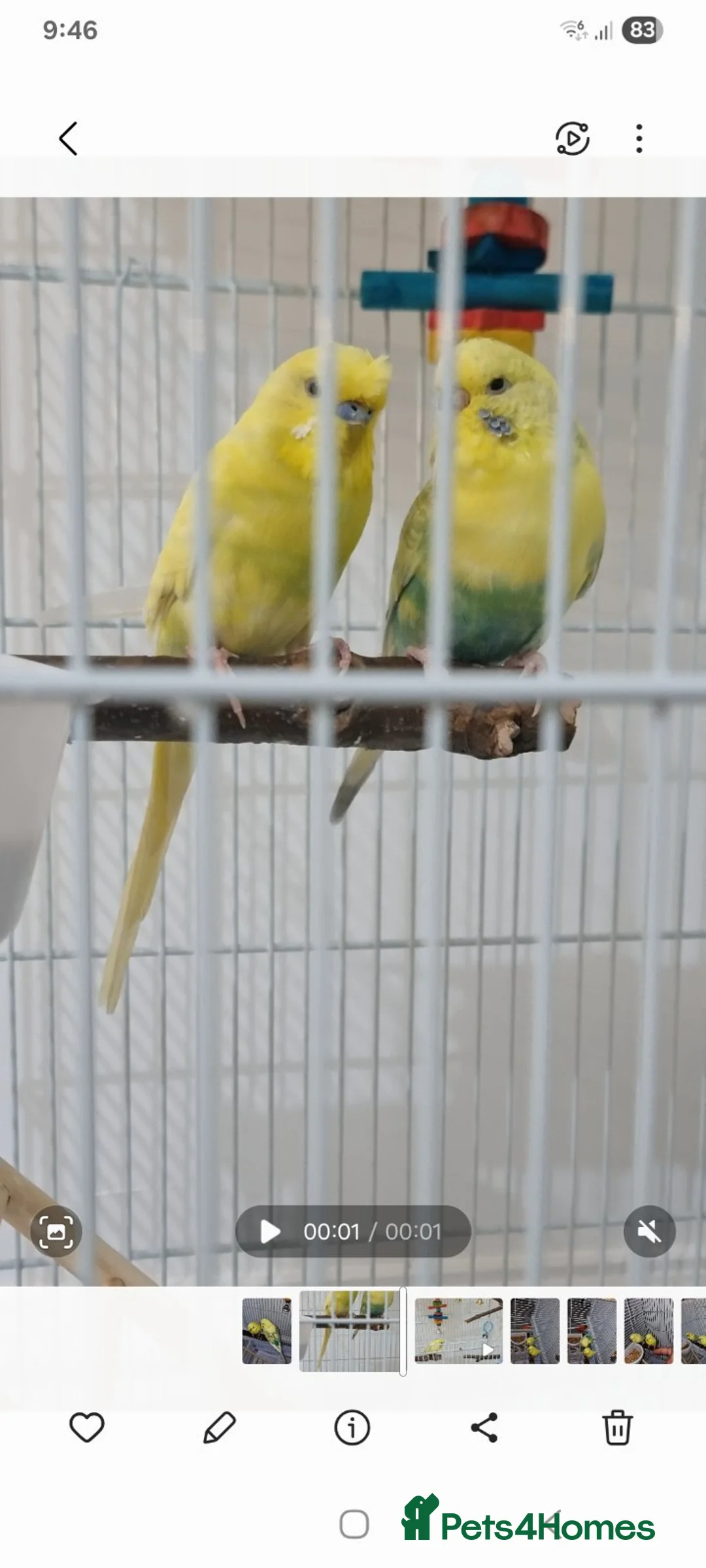 Budgerigars birds for sale: I have 2 young budgerigar for sale in Leeds - Advert 2