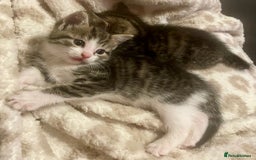 Mixed Breed cats for sale: ***BEAUTIFUL KITTENS*** Ready For New Homes - Image 9