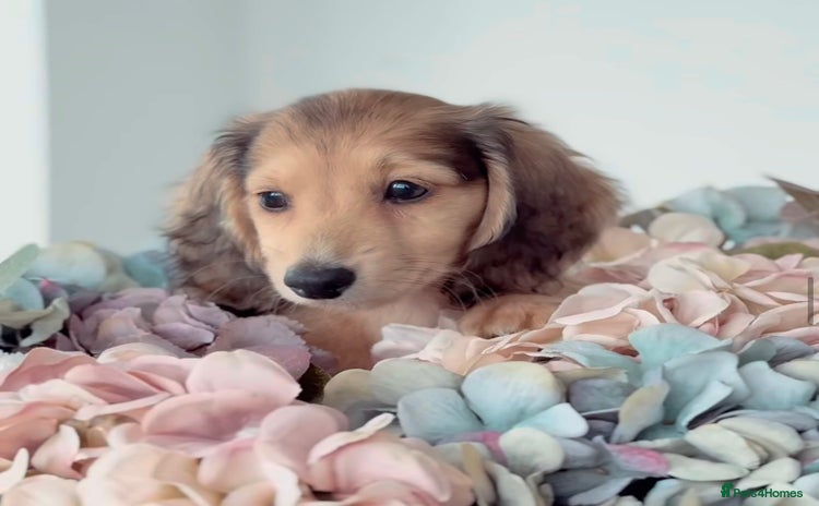Miniature Dachshund dogs - Advert 5