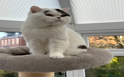 British Shorthair cats for sale: Excellent type Cream & white BSH boy  - Image 10