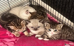 British Shorthair cats for sale: Beautiful British shorthair mixed kittens.  - Image 6