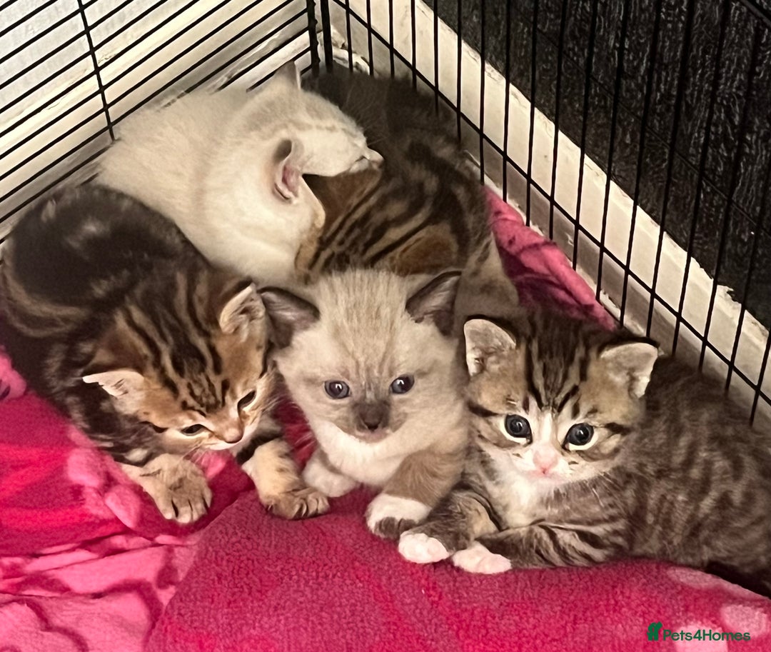 British Shorthair cats for sale: Beautiful British shorthair mixed kittens.  - Image 6