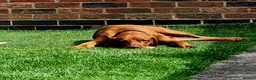 Hungarian Vizsla dogs for stud: KC Registered Hungarian Vizsla Stud - Advert 2