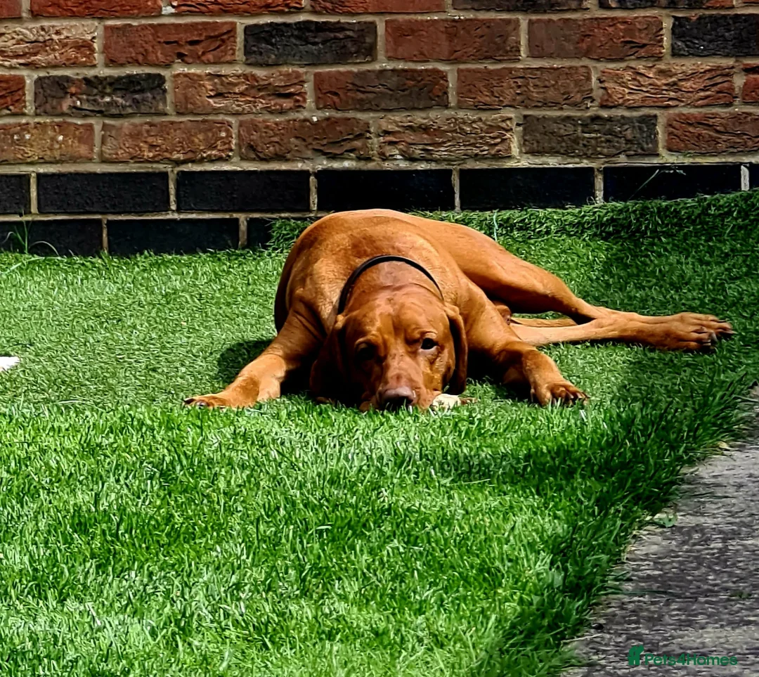 Hungarian Vizsla dogs for stud: KC Registered Hungarian Vizsla Stud - Advert 2