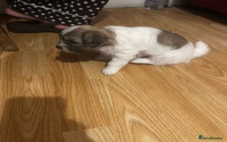 Zuchon dogs for sale: Zuchon puppies for sale  - Image 10