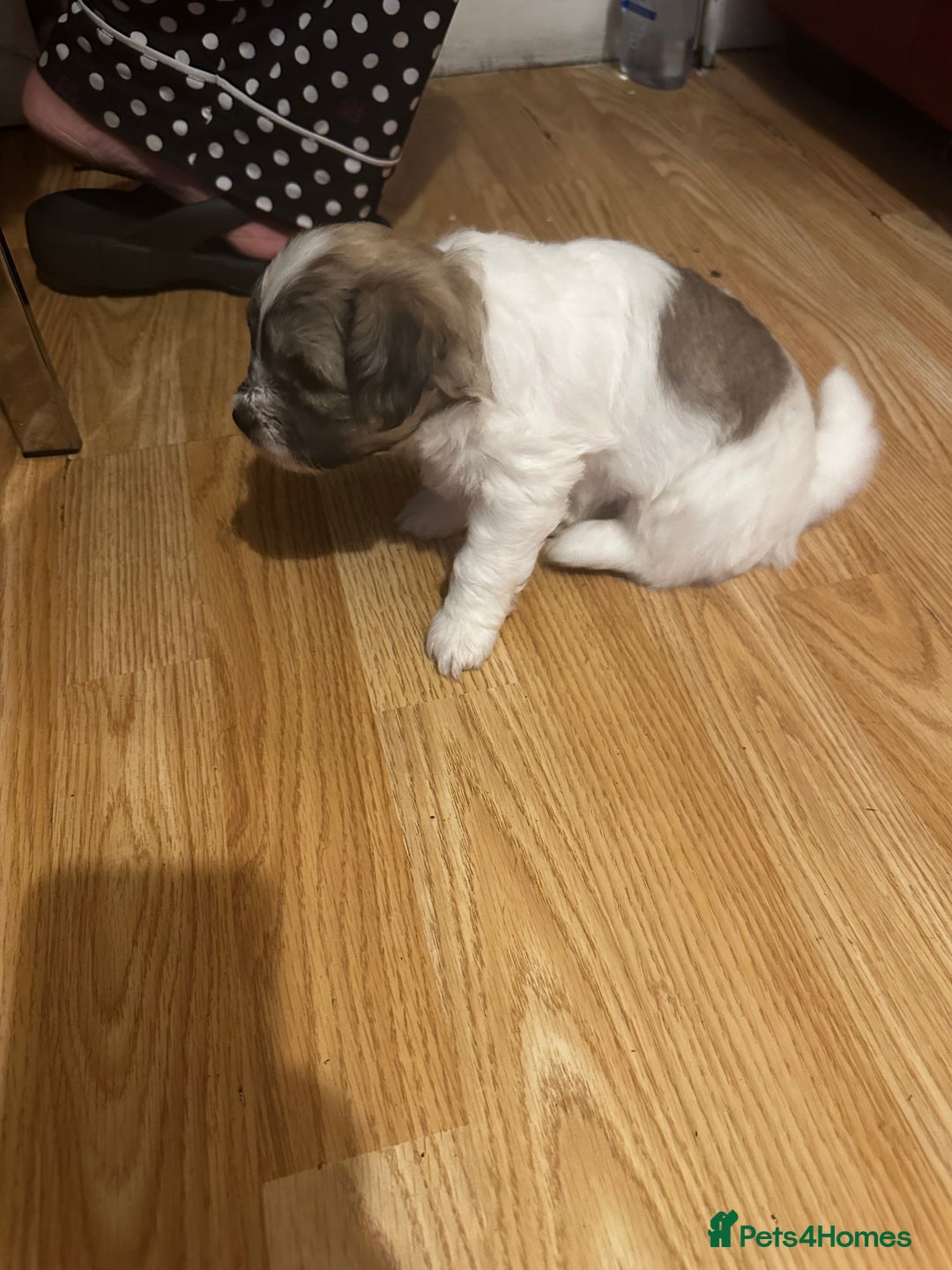 Zuchon dogs for sale: Zuchon puppies for sale  - Image 10