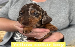 Miniature Dachshund dogs for sale: Miniature dachshund puppies - Image 23