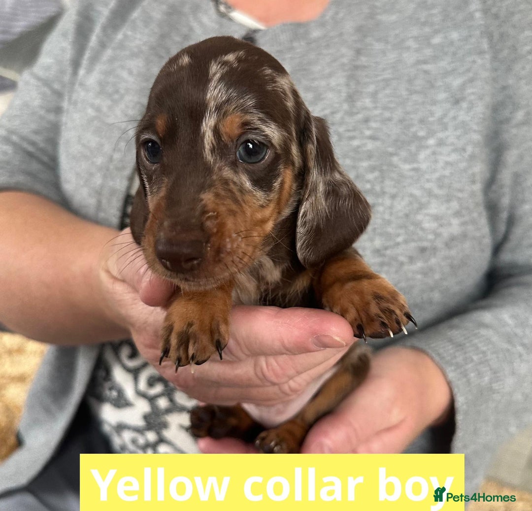 Miniature Dachshund dogs for sale: Miniature dachshund puppies - Image 23