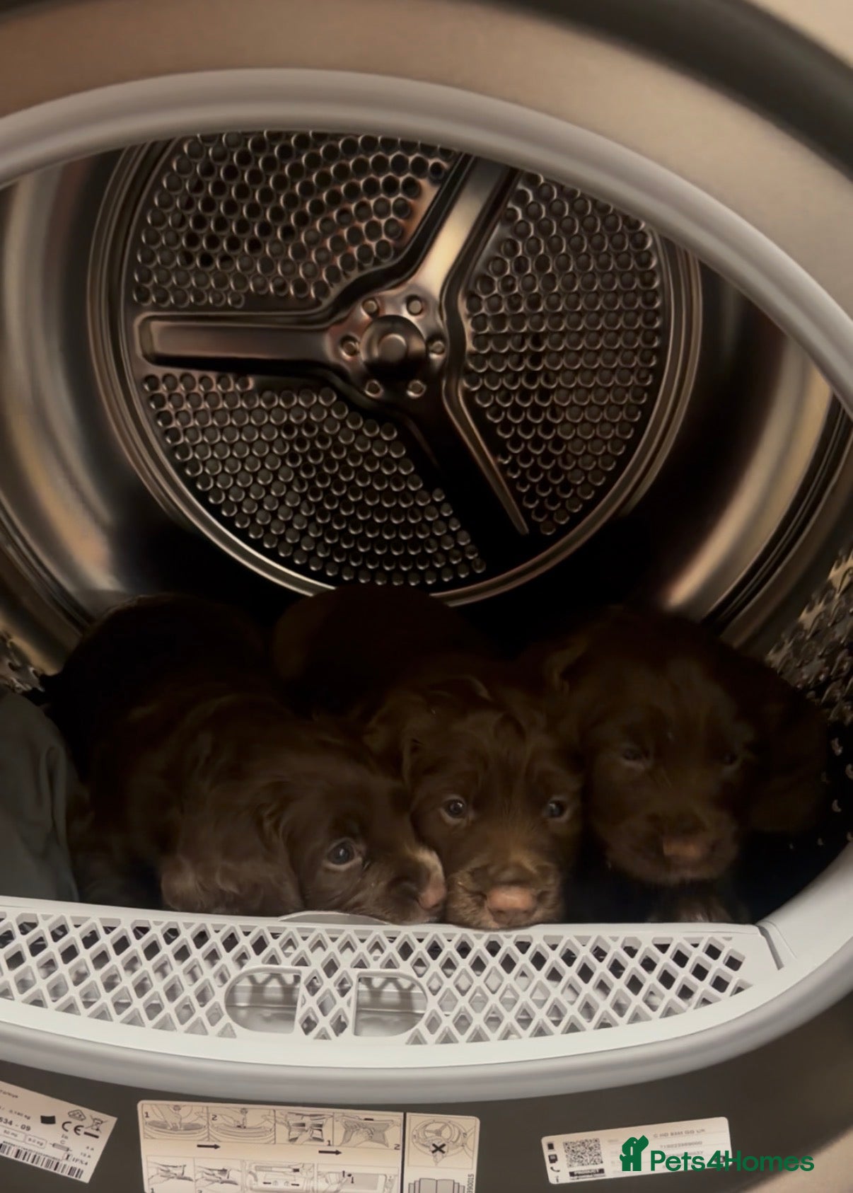 Cocker Spaniel dogs Cocker spaniel bitches  in Redcar - Advert 1