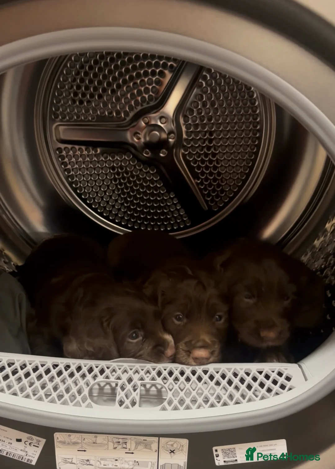 Cocker Spaniel dogs for sale: Cocker spaniel bitches  in Redcar - Advert 1