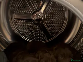 Cocker Spaniel dogs Cocker spaniel bitches in Redcar - Advert 1