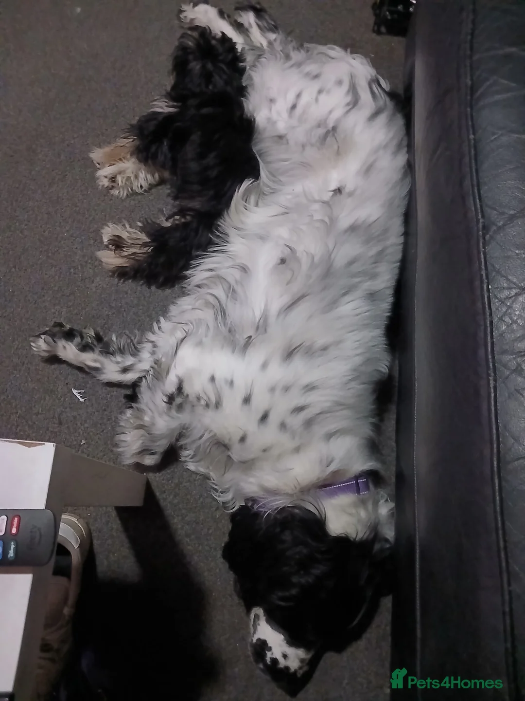 Mixed Breed dogs for sale: Male pup 5 months  - Advert 2