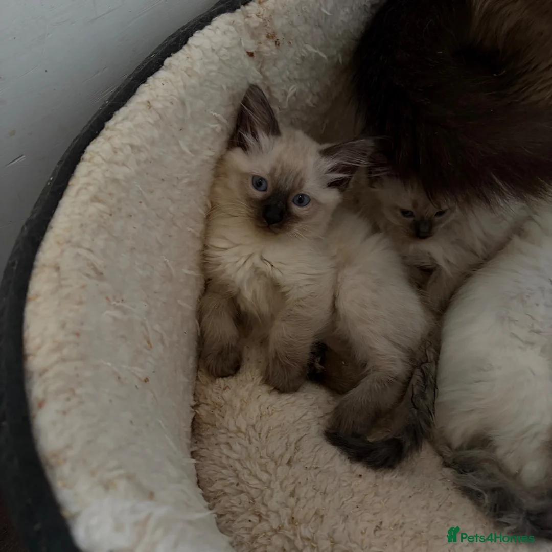 Ragdoll cats for sale: Pure ragdoll kittens  - Advert 5