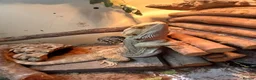 Bearded Dragon reptiles for sale: Make barded dragon and set up - Advert 3
