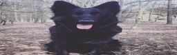 German Shepherd dogs for sale: Top Quality German Shephard Puppies - Advert 6