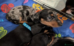 Dachshund dogs for sale: Dachshund Puppies - Image 3