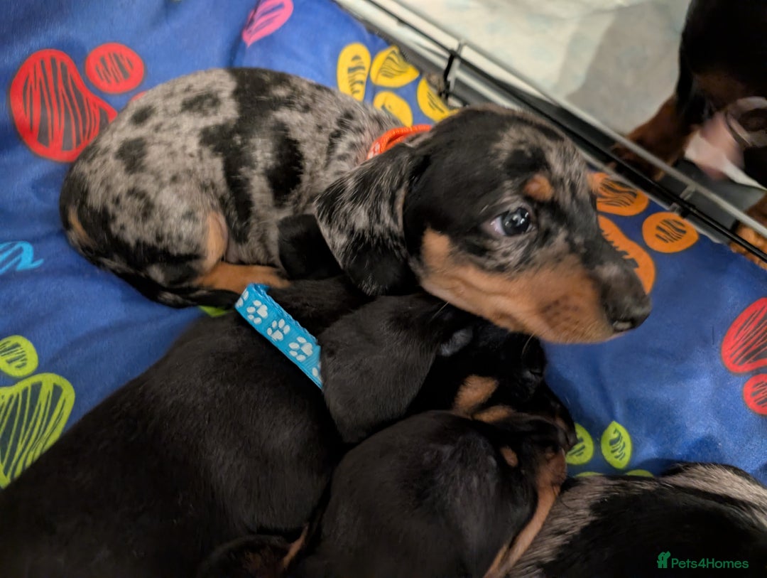 Dachshund dogs for sale: Dachshund Puppies - Image 3