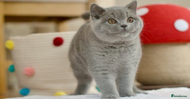 British Shorthair cats - Advert 11