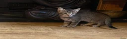 Mixed Breed cats for sale: 3 Beautiful Kittens - Advert 2