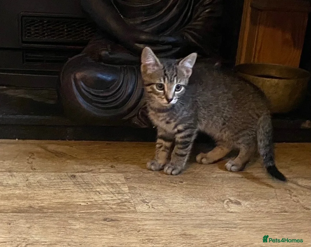 Mixed Breed cats for sale: 3 Beautiful Kittens - Advert 2