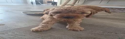 Cockapoo dogs for sale: 1 ADORABLE male Cockapoo puppy available!  - Advert 17