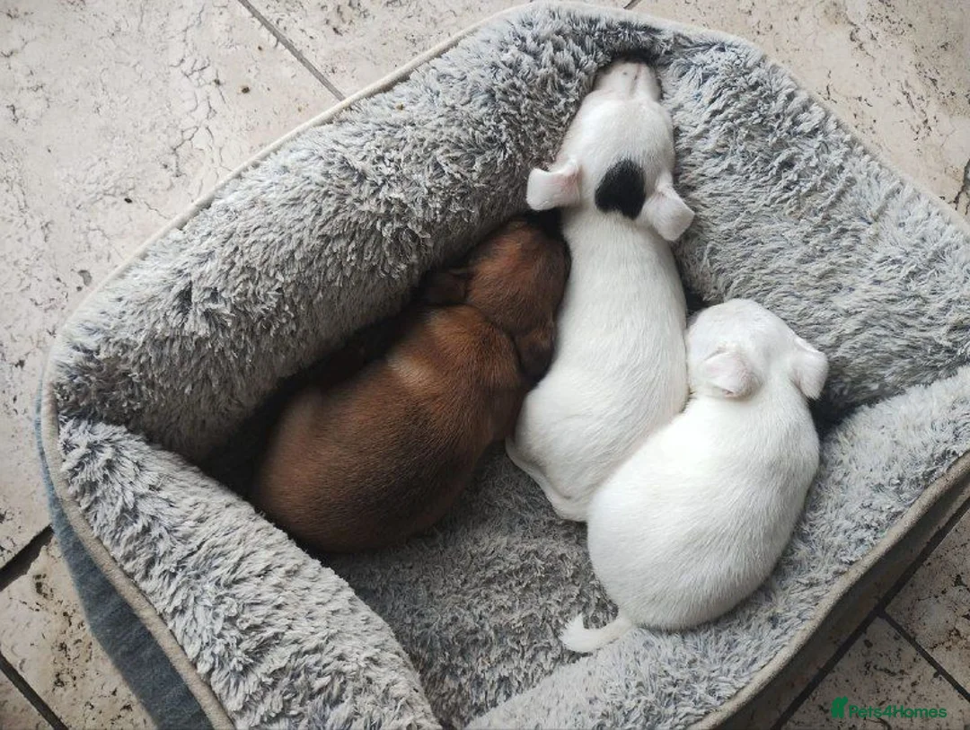 Jack Russell dogs for sale: Adorable Jack Russel Puppies in Liverpool - Advert 10