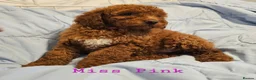 Mini Goldendoodle dogs for sale: Miniature Goldendoodle F1bb Ready Now  - Advert 6
