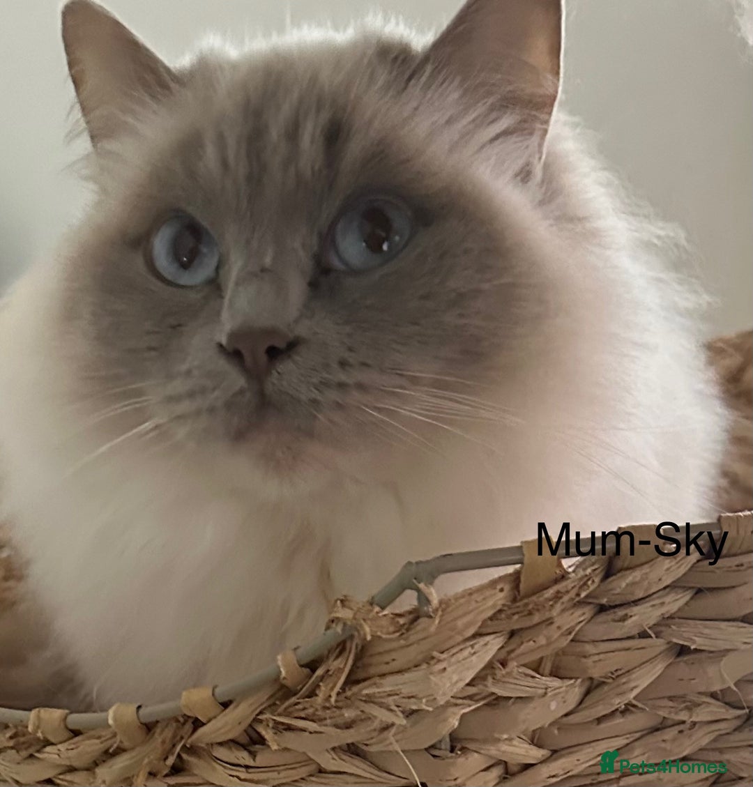 Ragdoll cats for sale: Gorgeous Ragdolls - Advert 2