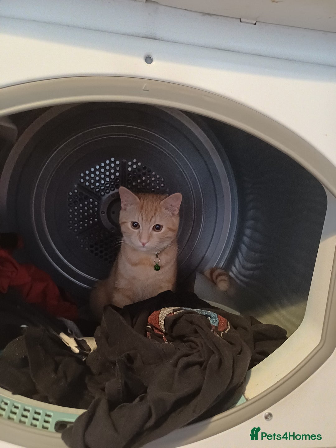 Mixed Breed cats for sale: Male ginger kitten 7 months old - Image 4