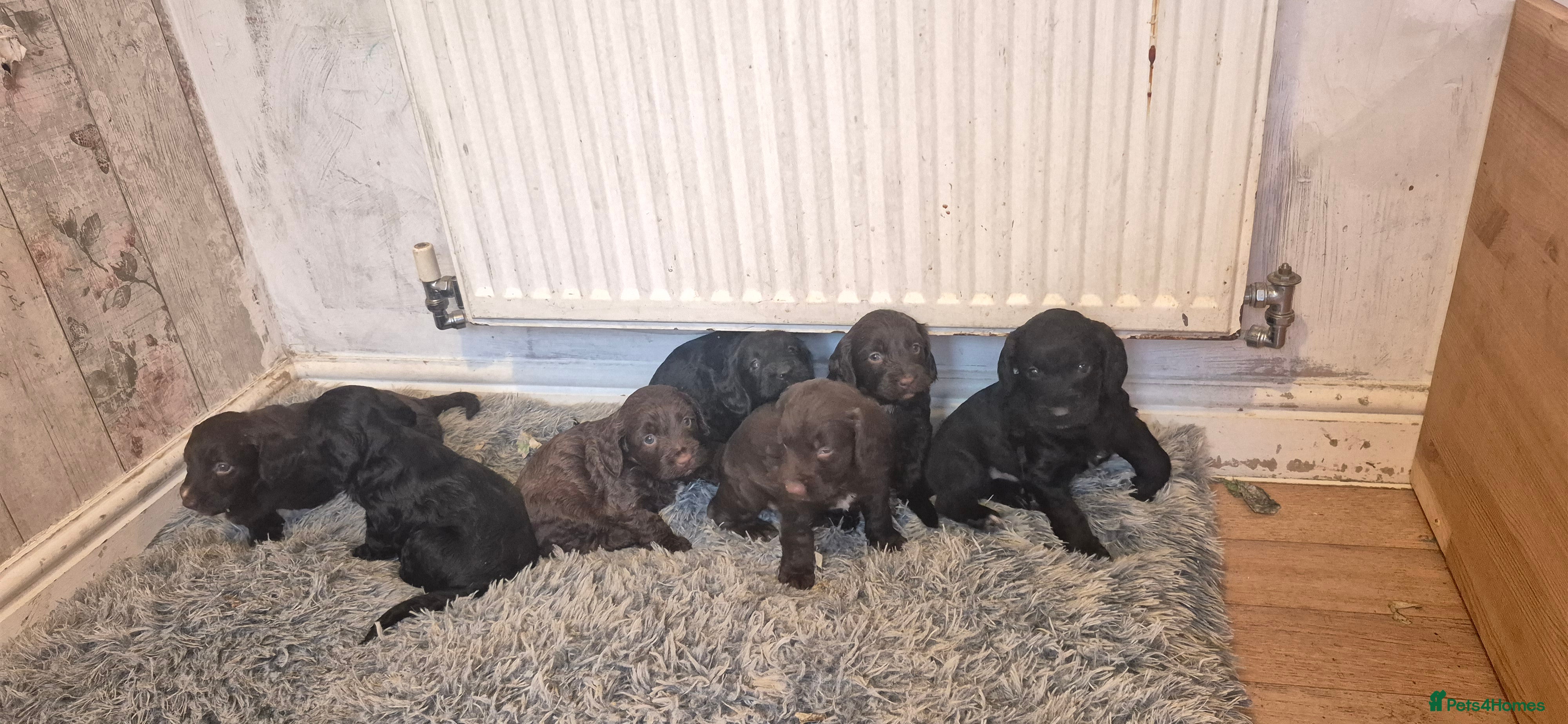 Mixed Breed dogs Beautiful Sprockerpoo puppies 😍 - Advert 3