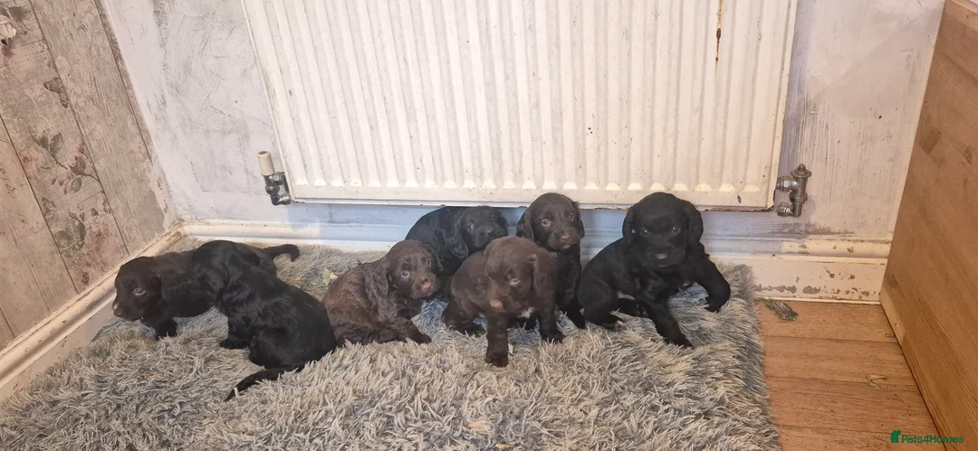Mixed Breed dogs for sale: Beautiful Sprockerpoo puppies 😍 - Advert 1