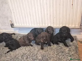 Mixed Breed dogs Beautiful Sprockerpoo puppies 😍 - Advert 1