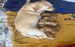 Labrador Retriever dogs for sale: Fox Red / yellow Labrador puppies for sale - Image 5
